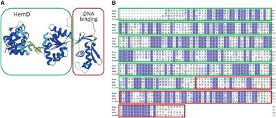 Orphan response regulator NnaR is critical for nitrate and nitrite assimilation in Mycobacterium abscessus